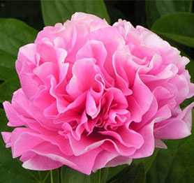 Carnation