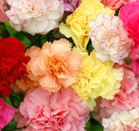 Wholesale Carnations