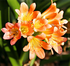 Wholesale Freesias