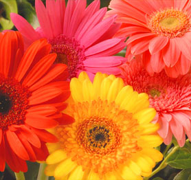 Wholesale Gerbera Daisies