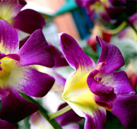 Wholesale Iris