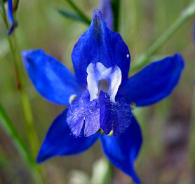 Wholesale Larkspurs