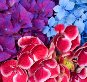 Wholesale Orchids