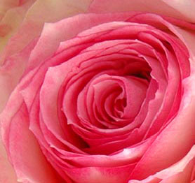 Wholesale Roses