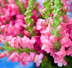 Wholesale Snapdragons