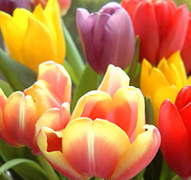 Wholesale Tulips